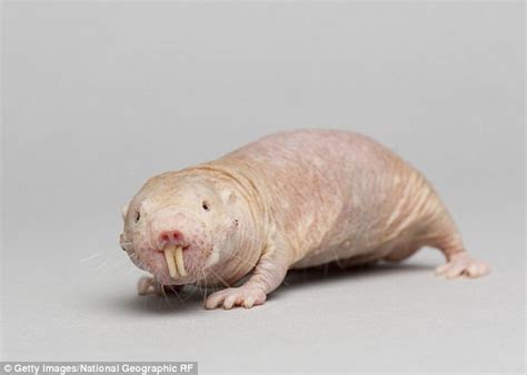 Naked Mole Rats Become PLANTS To Survive Low Oxygen Daily Mail Online