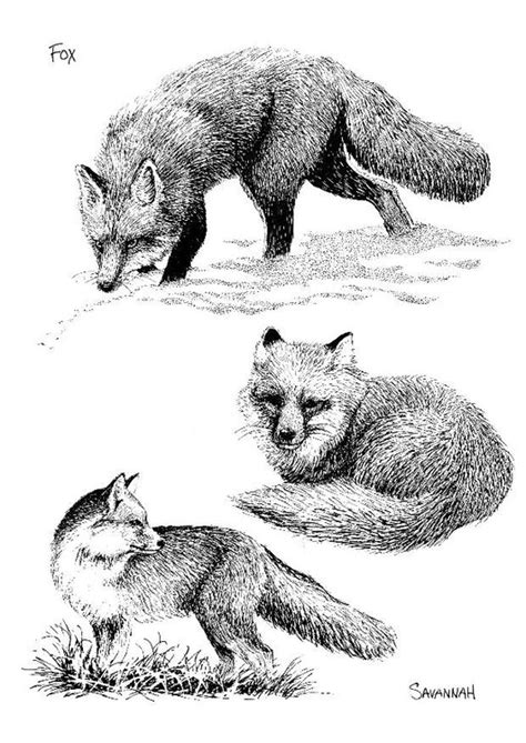 Malvorlage fuchs einfach fuchs ausmalbilder ultra coloring pages. Malvorlage Fuchs - Kostenlose Ausmalbilder Zum Ausdrucken - Bild 8568.