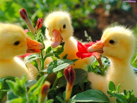 958 Best Animals With Flowers Images On Pinterest Animal