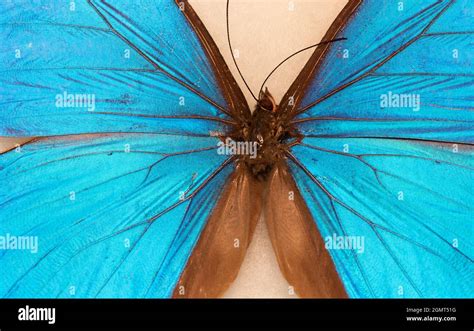 Menelaus Azul Morfo Mariposa Azul Morfo Fotografía De Stock Alamy
