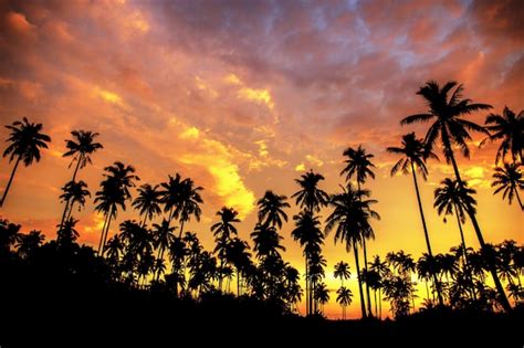 Premium Photo Coconut Tree On Beach At The Sunset
