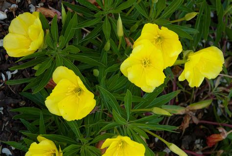 Evening Primrose Plant Care And Growing Guide
