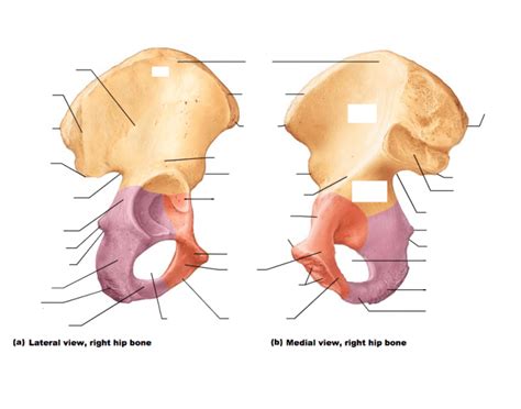 Anatomy of Hip Bone Quiz