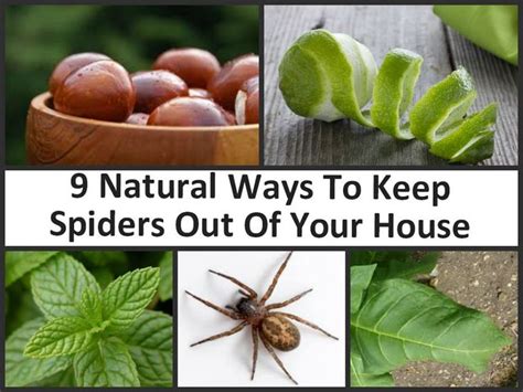 Check spelling or type a new query. 17 Best images about DIY INSECT SPRAY on Pinterest ...