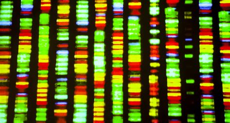 The Human Genome Project Pieced Together Only 92 Of The Dna Now Scientists Have Finally