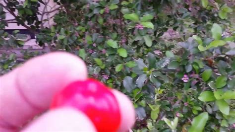 Barbados cherry can be propagated from cuttings and air layering. Barbados Cherry Tree - YouTube