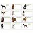 Dog Breeds List With Picture  Pet38