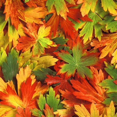 Autumn Leaf Falling Wallpapers Wallpaper Cave