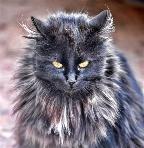 Black Fluffy Cat Stock Photo Image 30815930
