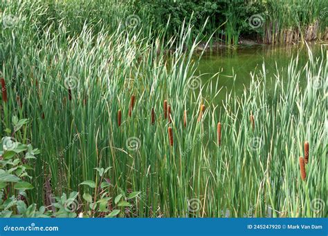 Cattails Growing Along Edge Of Pond In Summertime Stock Photo Image