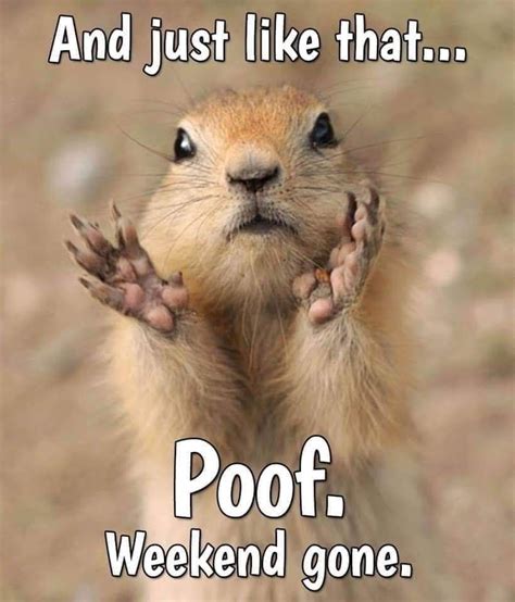 Pin By Deb Miller On Humor Weekend Humor Funny Animals Funny Good