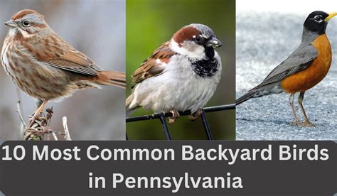 Top 10 Common Backyard Birds In Pennsylvania Spark Lark