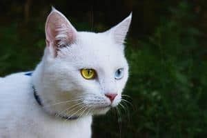 Should show green halo around pupil by 8 months. 5 Types Of Cat Eye Colors Explained