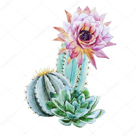 Watercolor Cactus Stock Vector Image By ©zeninaasya 71479871