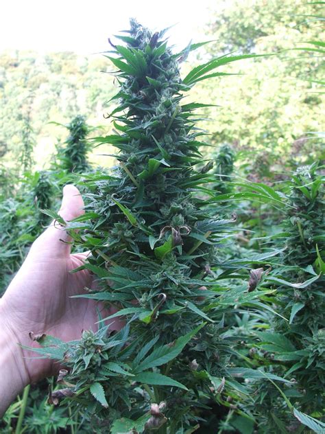 Strain Gallery Durban Poison Dutch Passion Pic 09011166707876742 By