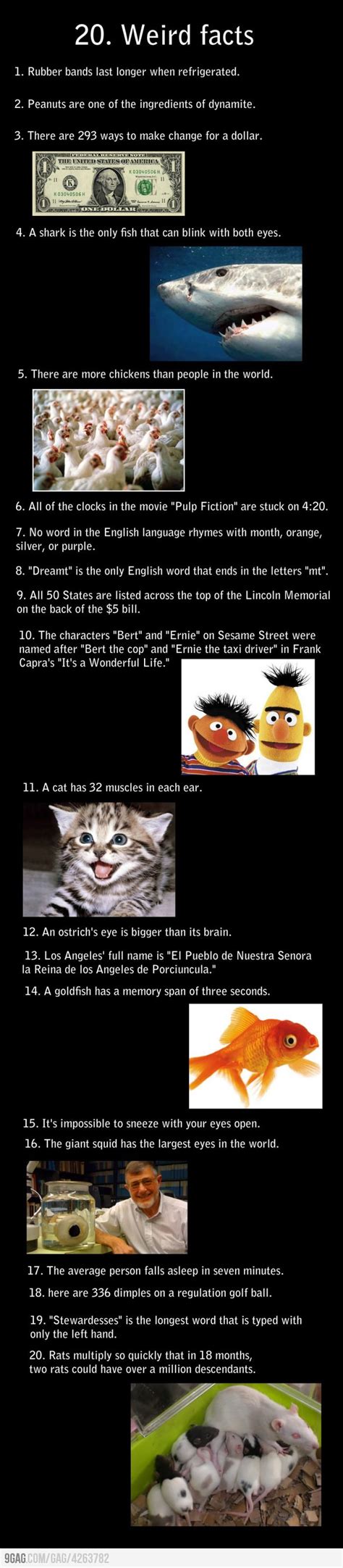 Raaaaaaaaandom Wtf Fun Facts True Facts Funny Facts Funny Memes