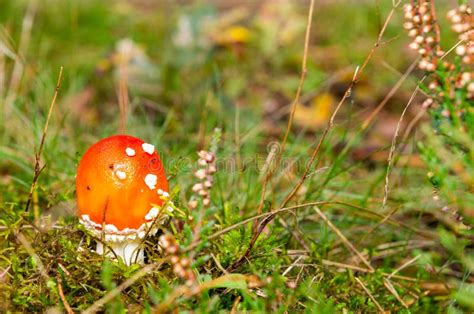 Cute Little Fly Agaric Amanita Muscaria Toxic Mushroom With Red And