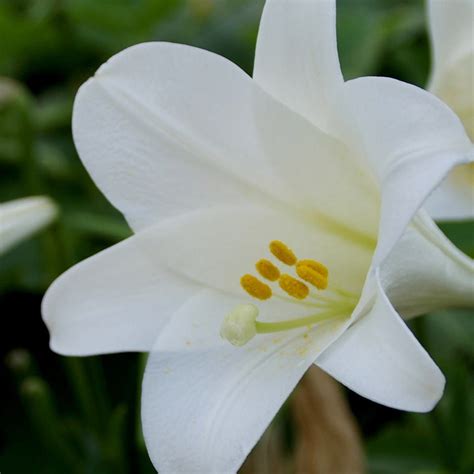 Buy Madonna Lily Bulb Lilium Candidum £299 Delivery By Crocus