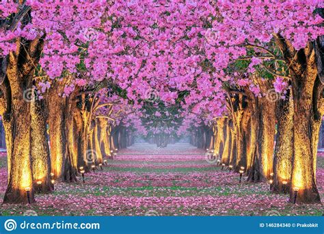 Rows Of Beautiful Pink Flowers Trees Stock Photo Image Of Alley