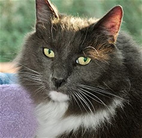 Your cat's third eyelid functions as a shield for his cornea while moving through tall grass and during skirmishes with neighborhood felines or resistant prey. Feline Cherry Eye in Cats