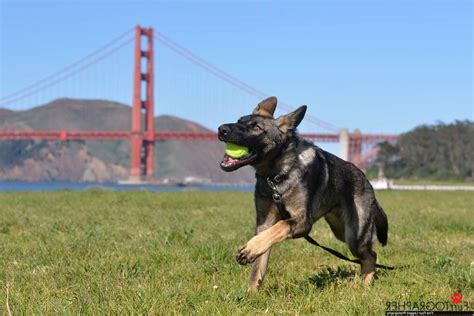 Petfinder has helped more than 25 million pets find their families through adoption. German Shepherd Puppies San Francisco | PETSIDI