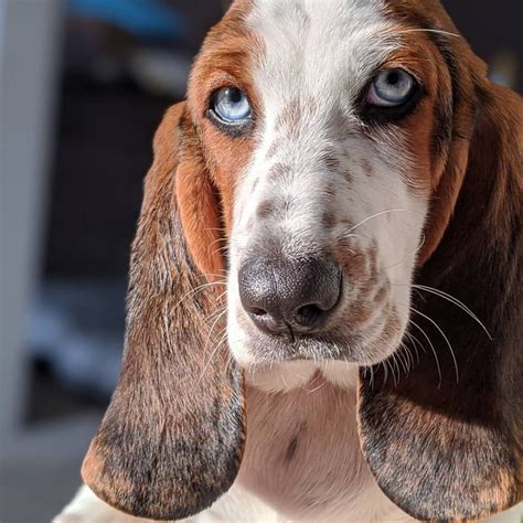 Blue Basset Hound A Very Rare Breed Or A Genetic Error