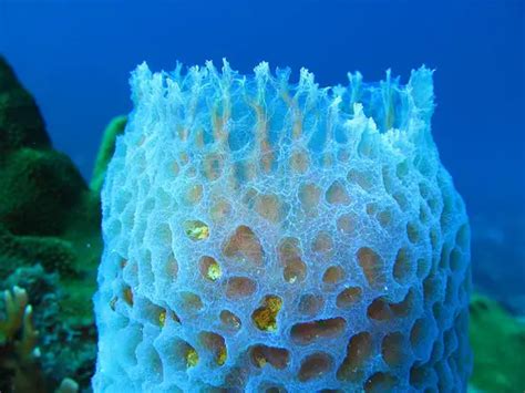 10 Interesting Porifera Facts My Interesting Facts