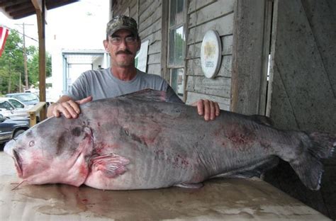 Blue Cat Pulled From The Mississippi River With Images Blue Catfish