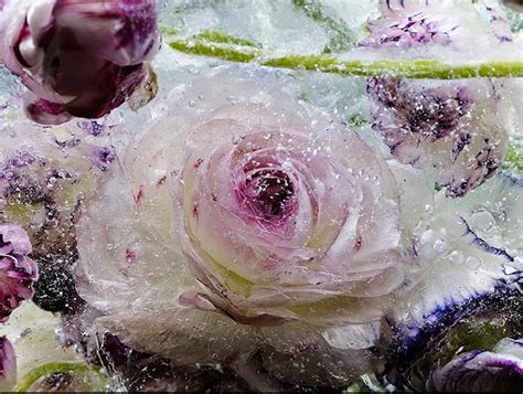 Frozen Flowers Melt Away Dramatically In Blocks Of Ice