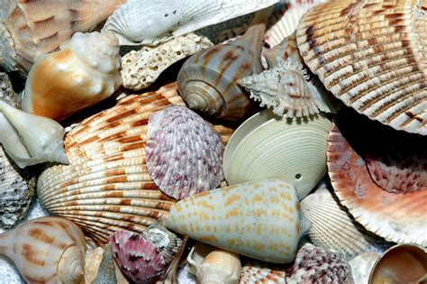 Beach Shells Free Stock Photo Public Domain Pictures