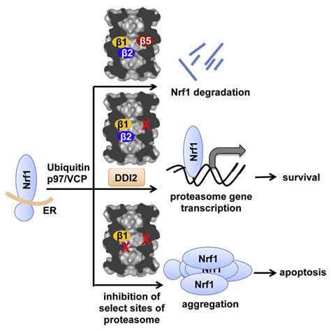 inhibition of the proteasome β2 site sensitizes triple negative breast cancer cells to β5