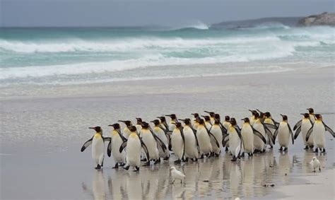 Falkland Islands Antarctica Cruise Excurison Tours 6 Antarctica Cruise Deals And Packages