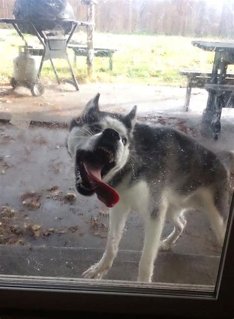 20 Animals Licking Glass That Have No Idea How Silly They Look