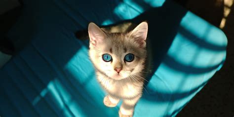 मांजरीच्या डोळ्यातील रंग बदल नोटी मांजरी