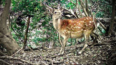Relaxing Forest Asmr Japanese Sika Deer On Trail Cam 2021 Youtube