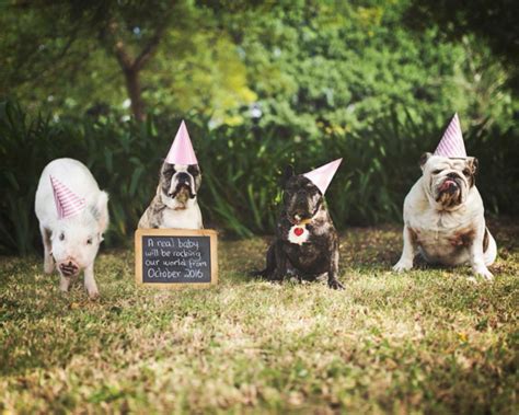 This Is The Cutest Pig Dog Friendship Ever Simplemost
