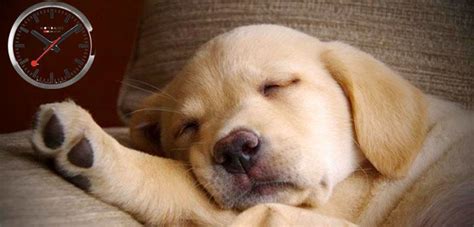 Praise or give treats—but remember to do so. How Long do Puppies Sleep a Day? (patterns, habits ...