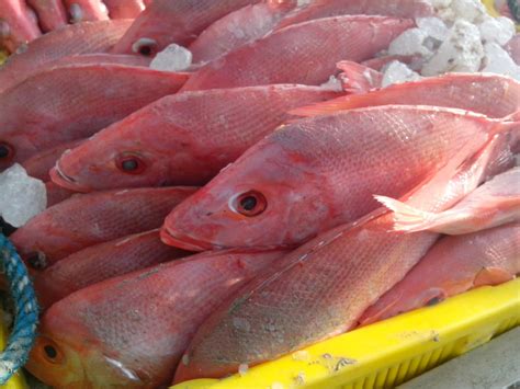 Cara memasak ikan kakap asam pedas: Traceability Ikan Kakap Merah di Pelabuhan Perikanan ...
