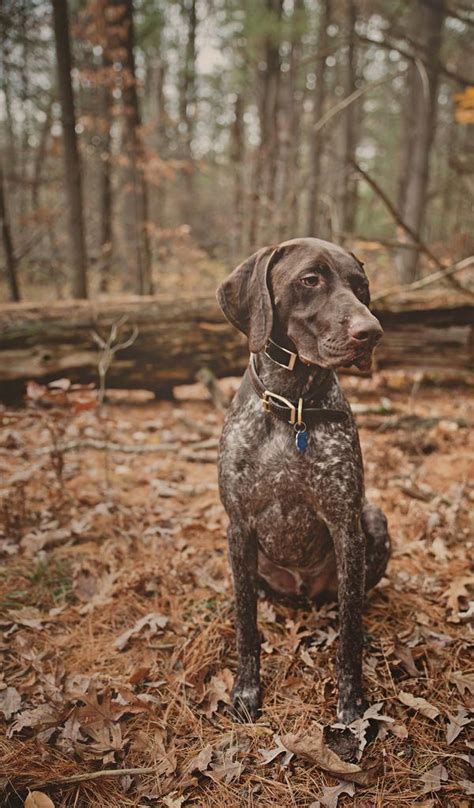 They are very versatile and will hunt in both water and land. German Shorthaired Pointer Training | German shorthaired ...