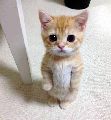 21 Razones Por Las Que Necesitas Tener Un Gato Munchkin En Tu Vida Cute Kitten Meme Super
