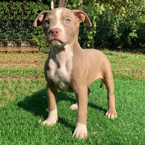 Red Nose Pitbull Puppy Pitbull Terrier Kennel