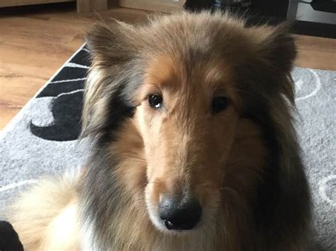 Lassie 9 Year Old Rough Collie South Wales Friends Of Animals Wales