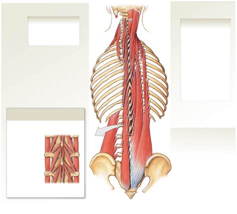 Intermediate And Deep Intrinsic Back Muscles Diagram Quizlet