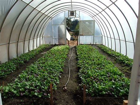 Tips For Growing Plants In A Greenhouse