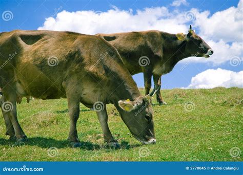 Cows Grazing On A Hill Stock Image Image Of Bovine Hillside