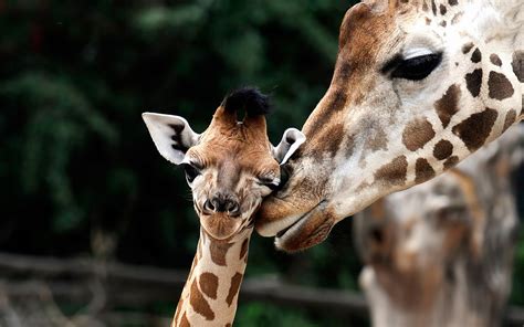 Hd Giraffes Wallpapers And Photos Hd Animals Wallpapers