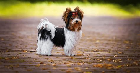 Meet The Newest Recognized Breed The Biewer Terrier
