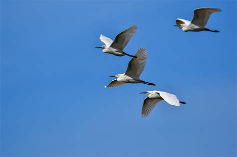 Birds Herons Egrets Flying Free Photo On Pixabay Pixabay