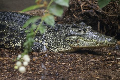 Newsela Cuban Crocodiles Are In Danger Of Losing Their Identity