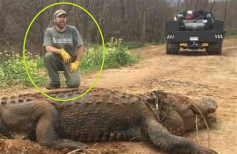 700 Pound Alligator Is So Massive People Thought It Was A Hoax